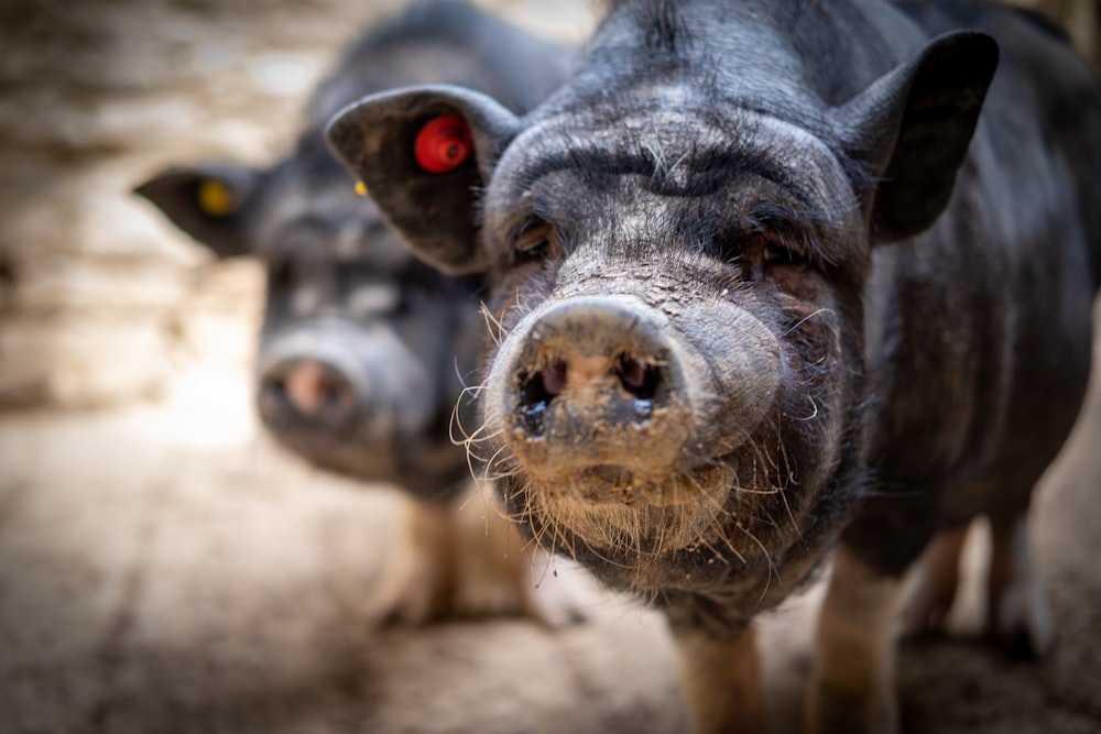 Fotografia com foco seletivo de porcos pretos durante o dia