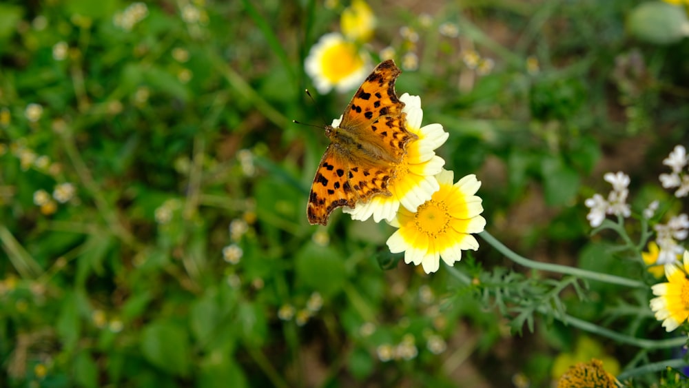 brown butterfly on white and yellow chrysanthemum flower