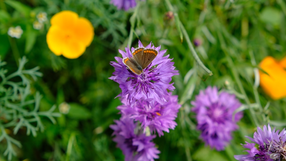 butterfly on purple-petaled flower