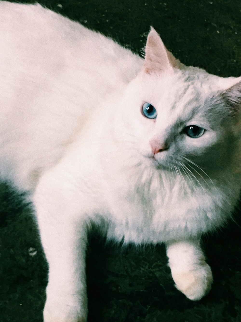 gato blanco de pelaje corto