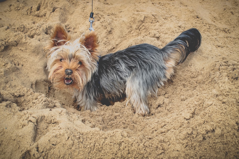 long-coated black and tan dog