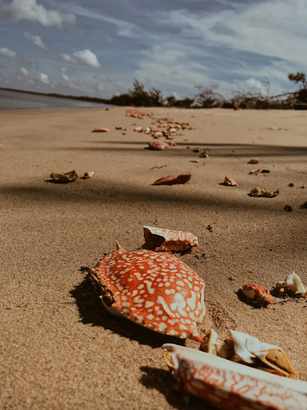 orange crabs on seashore