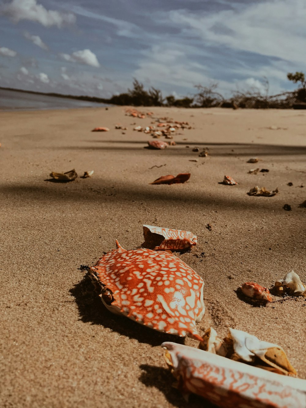 caranguejos laranjas no litoral