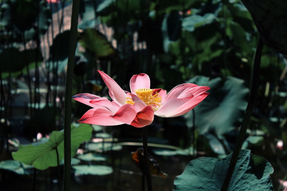 closeup photo of pink flowers