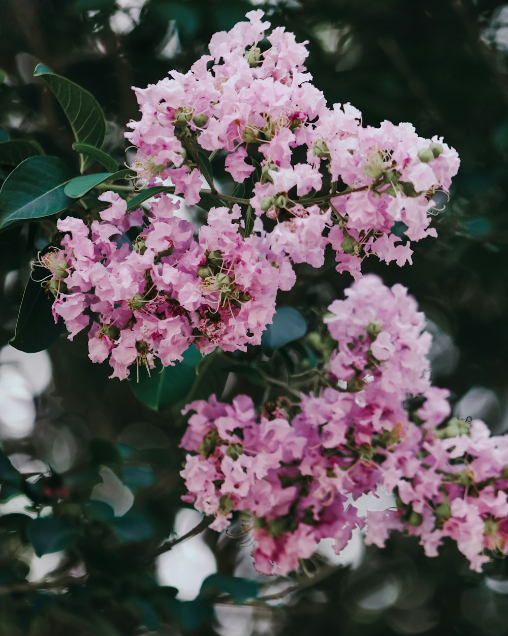 pink petaled flower bloom during daytime