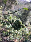 Coffee cherries on a branch in a lush Asian coffee plantation