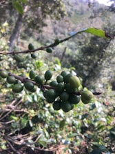 A branch with clusters of green coffee cherries set against a natural, lush background. The leaves are vivid, and the surrounding area is filled with greenery.