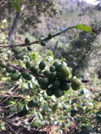 A branch with clusters of green coffee cherries set against a natural, lush background. The leaves are vivid, and the surrounding area is filled with greenery.