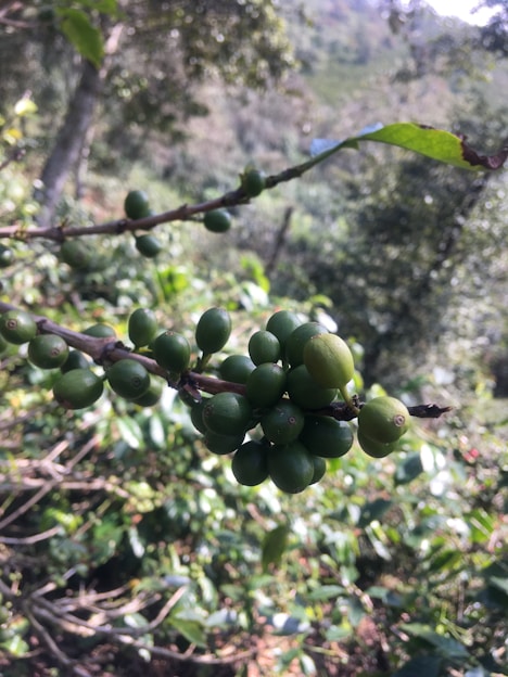 A branch with clusters of green coffee cherries set against a natural, lush background. The leaves are vivid, and the surrounding area is filled with greenery.