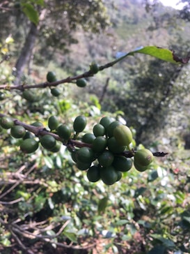 A branch with clusters of green coffee cherries set against a natural, lush background. The leaves are vivid, and the surrounding area is filled with greenery.