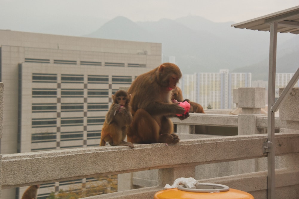 two monkeys sitting on terrace