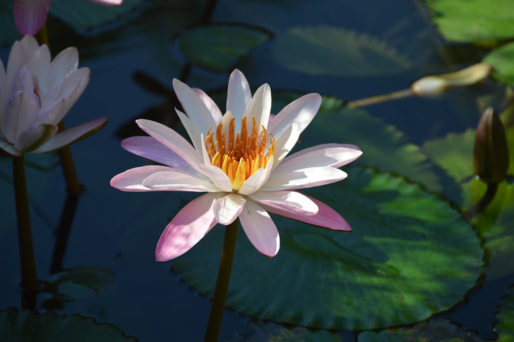 white and purple petaled flowers close-up photography