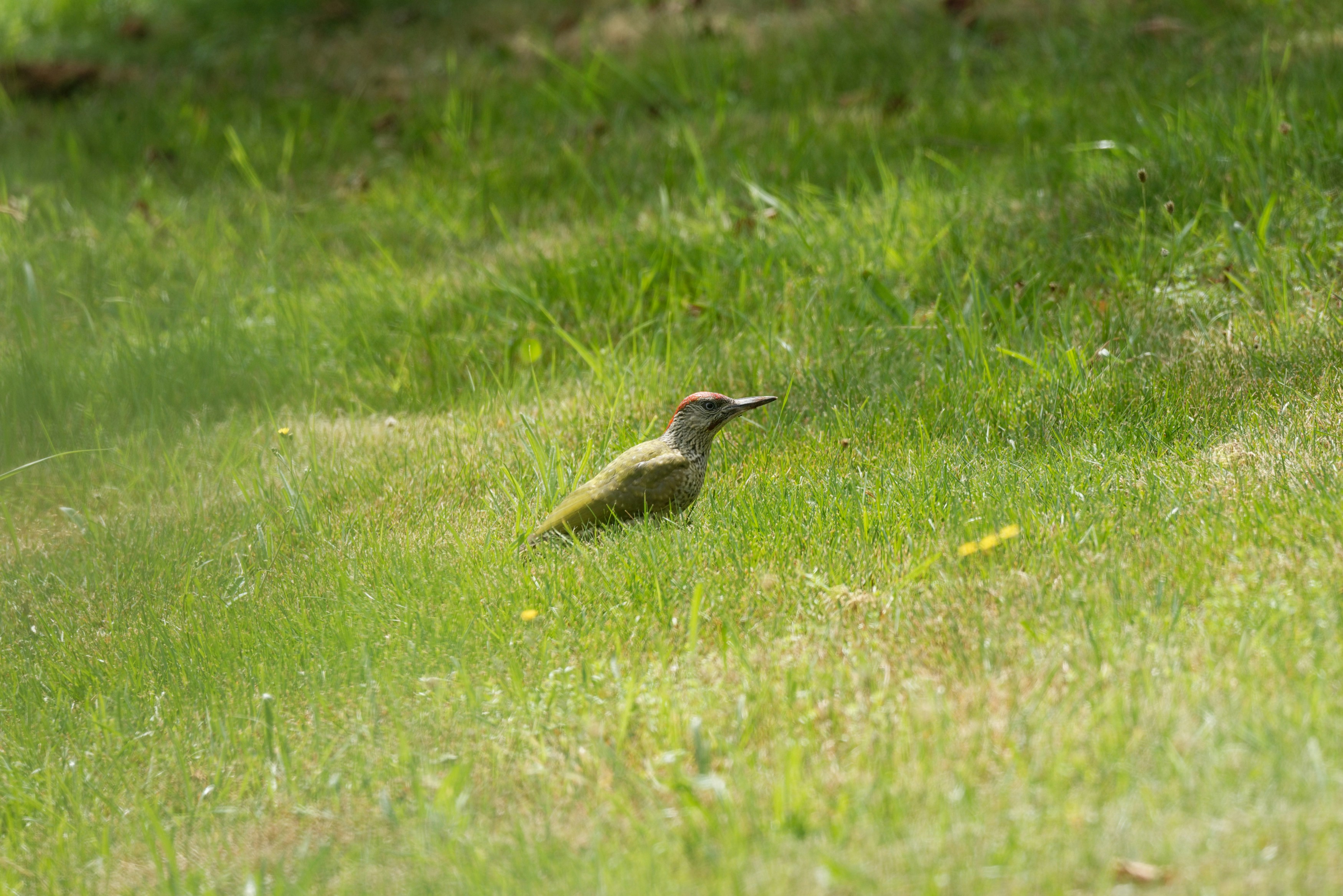 Photo by designbytholen