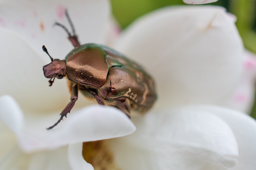 brown bug close-up photography