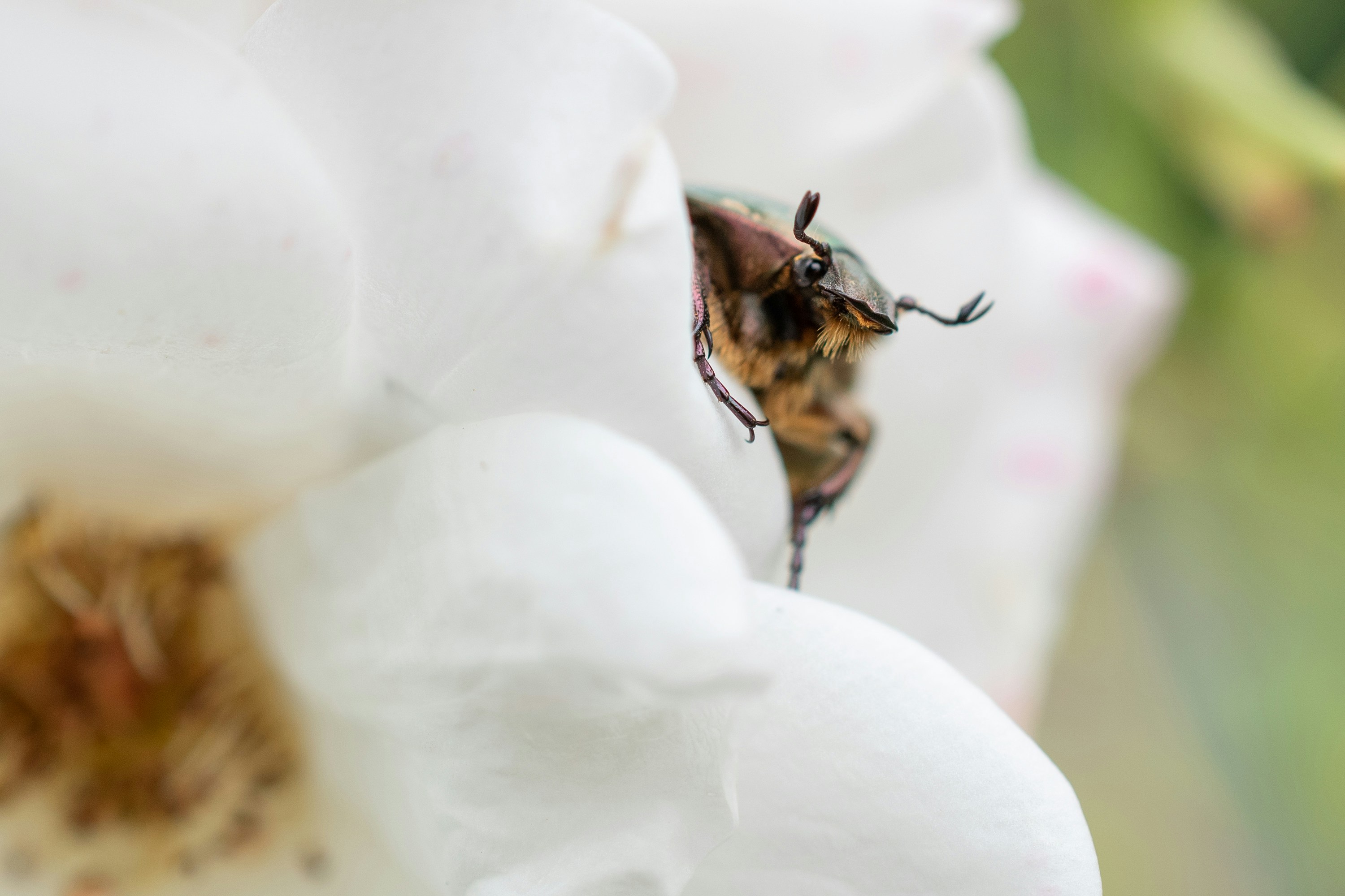 Photo by designbytholen