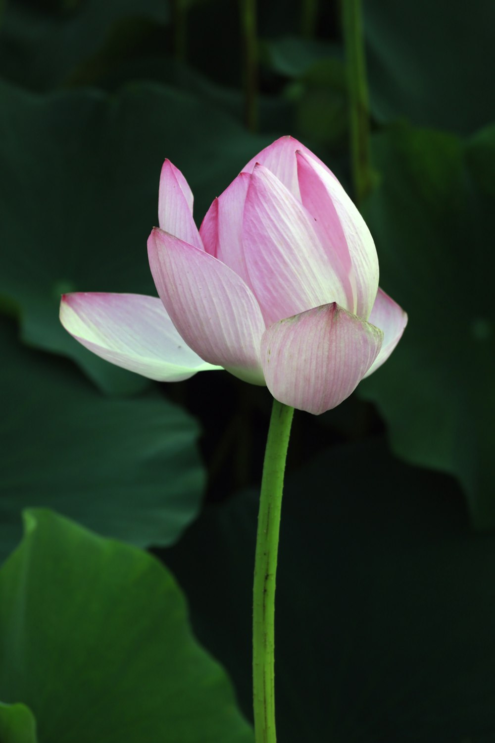 pink and white flowers