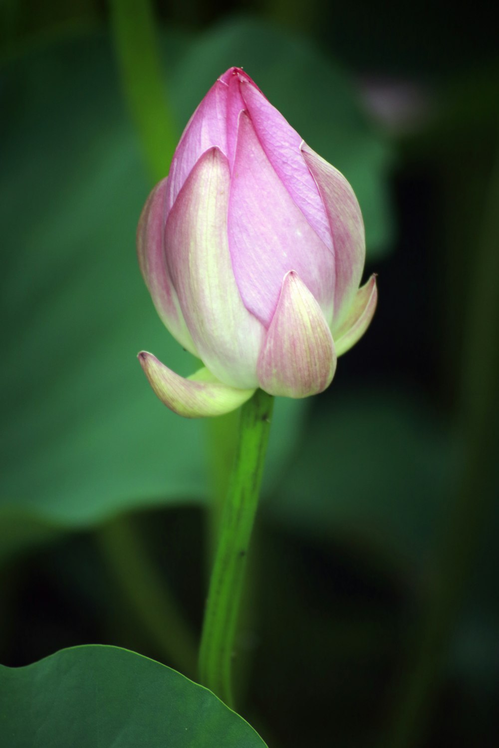 focus photography of pink flower