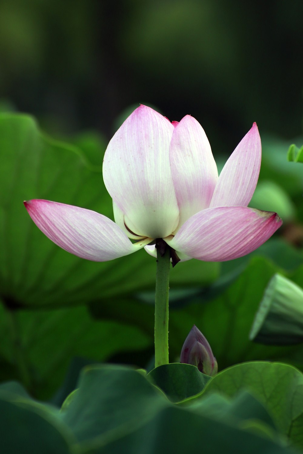 pink and white lotus flower in close-up photography