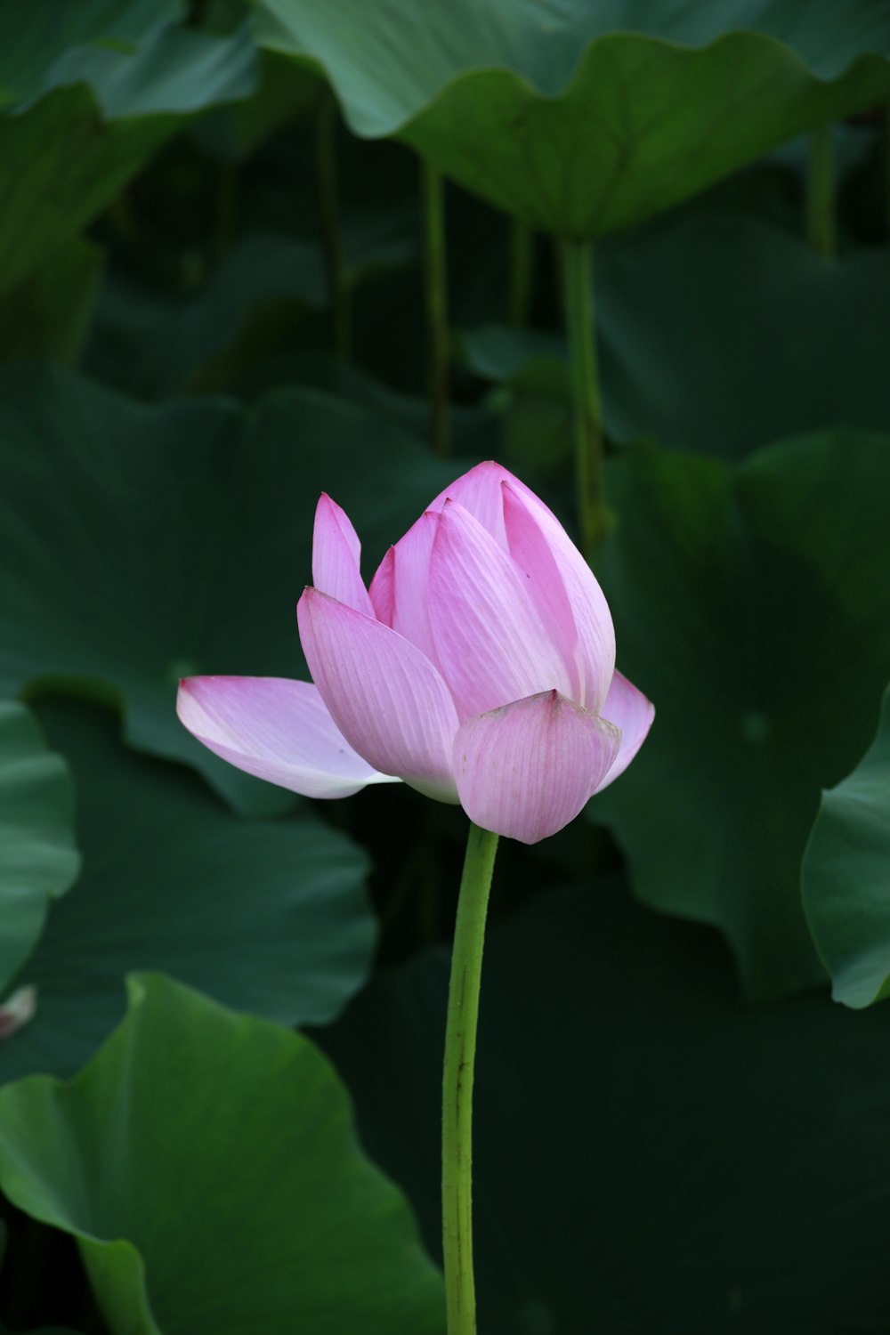 pink petaled flower