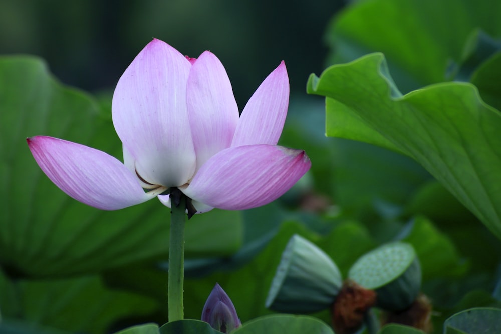 pink petaled flower