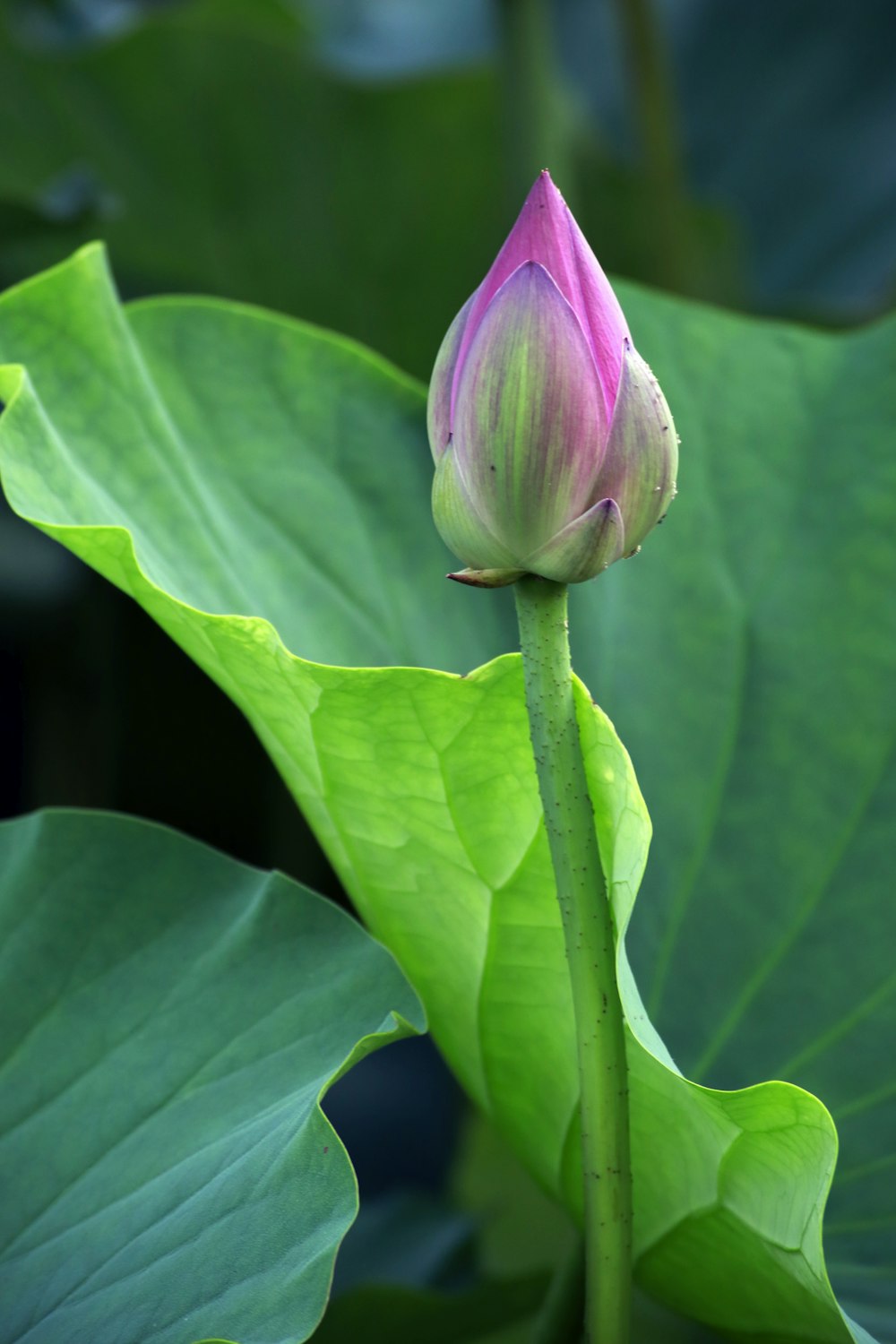 pink petaled flower close-up photography