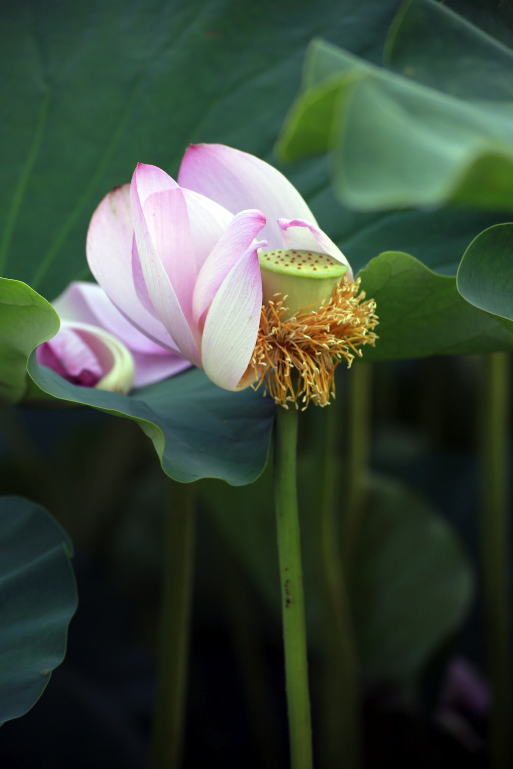 pink petaled flower