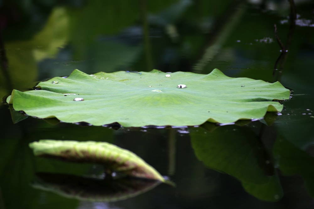 green lily pod on body of water