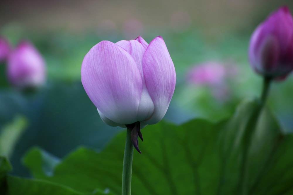 selective focus photo of purple-petaled flower