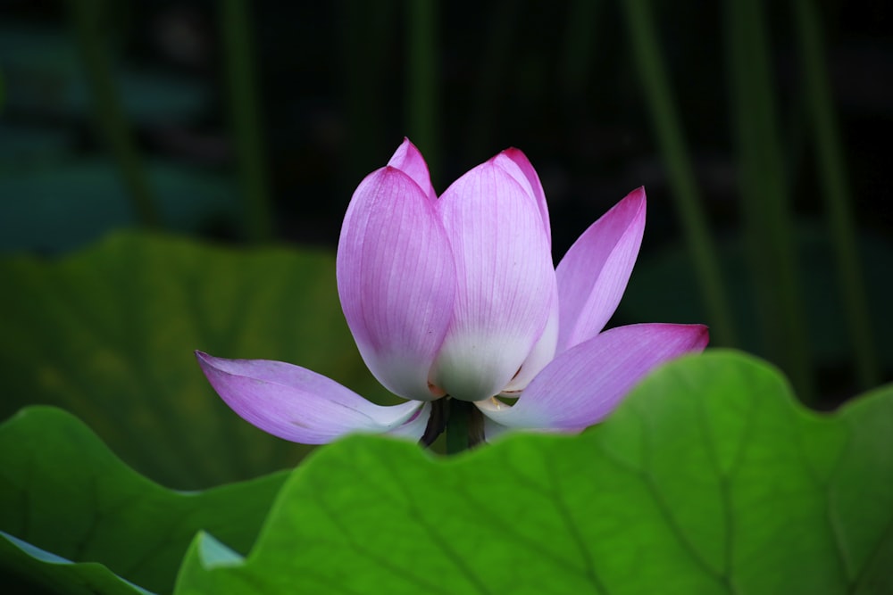 pink petaled flower