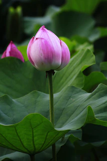 Bright and airy waiting area decorated with pink lotus accents