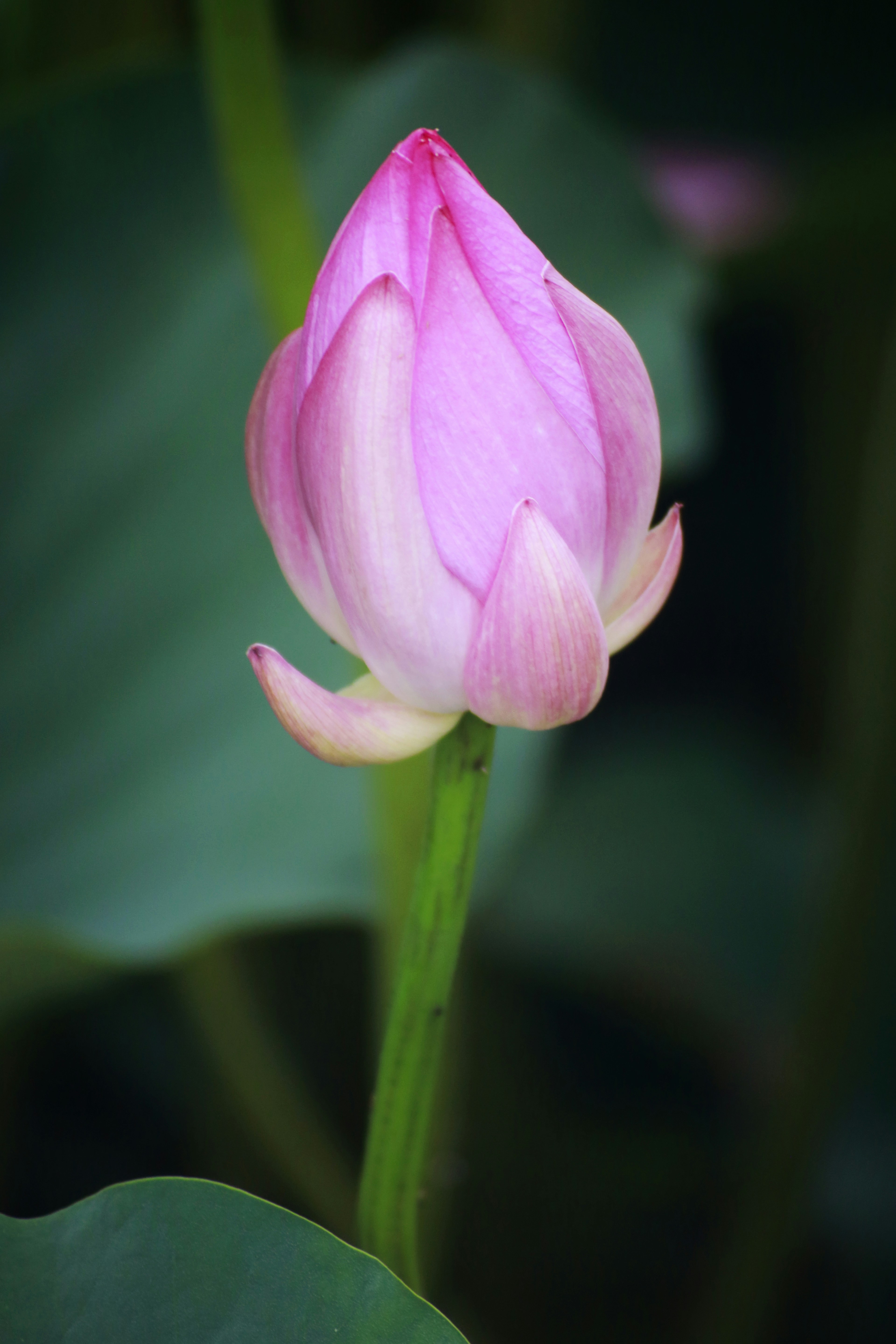 Photo by christinefan