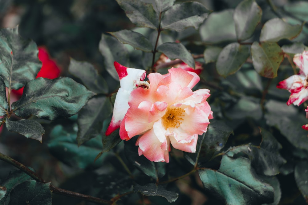 pink petaled flower