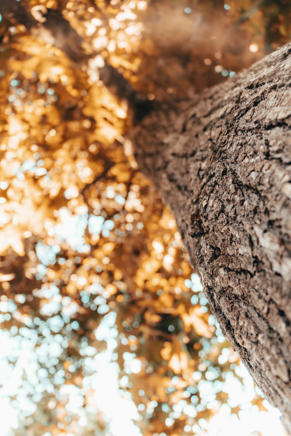 a close up of a tree trunk with a sky background