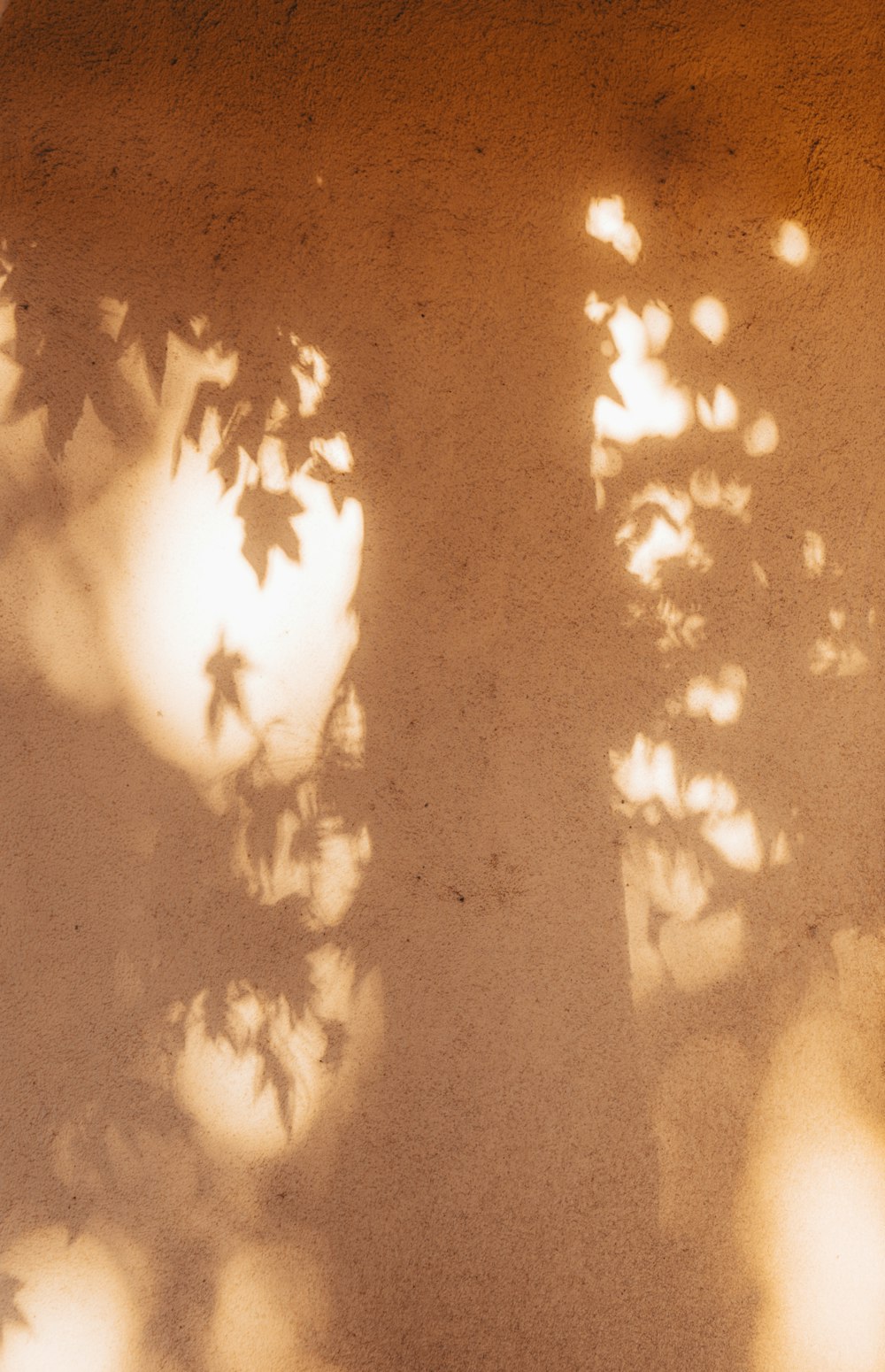 the shadow of a tree on a wall