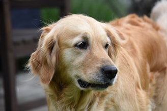 A golden retriever with a shiny coat looks attentively to the side, with soft sunlight highlighting its features. In the background, there are blurred elements that suggest an outdoor environment, possibly a garden with green plants.