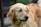 A shiny golden retriever with a fresh groom, smiling outdoors near a rustic Montana backdrop.