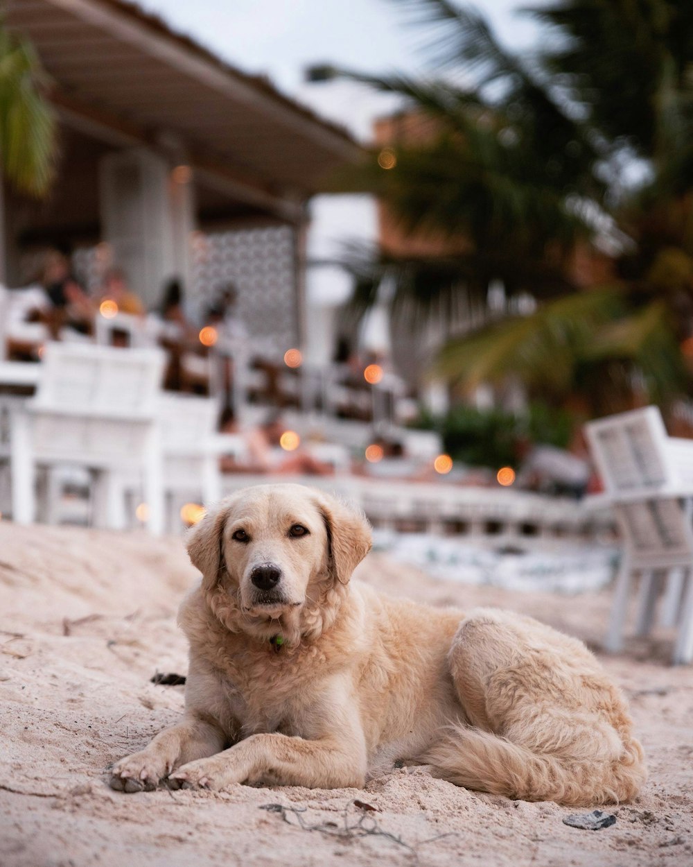 brown coated dog laying on sand