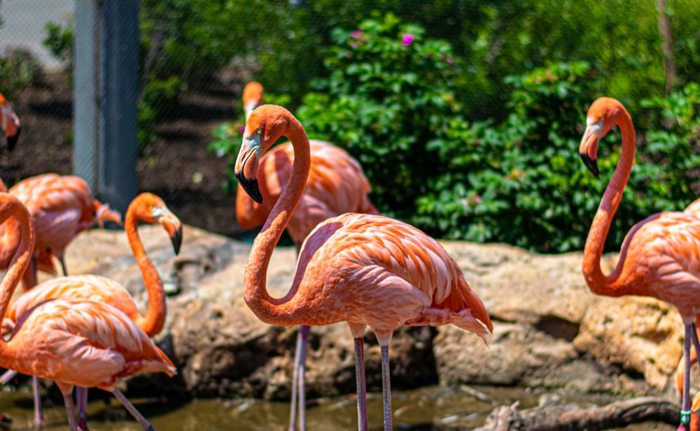 flock of flamingos on swamp