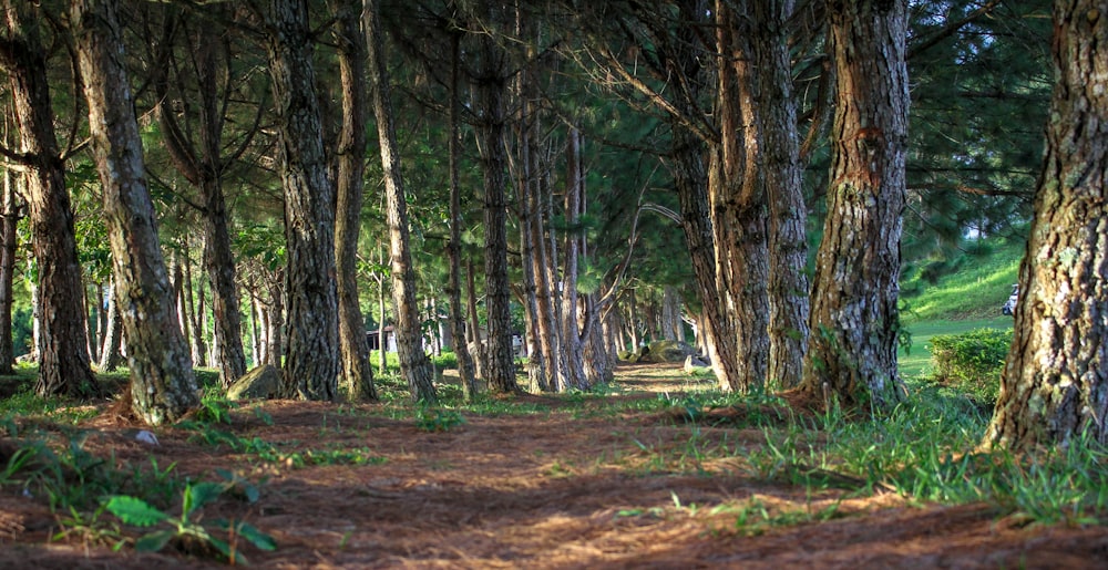 brown trees