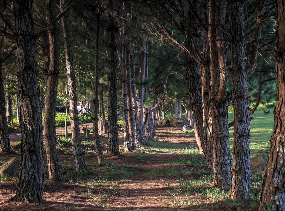 dirt pathway between trees