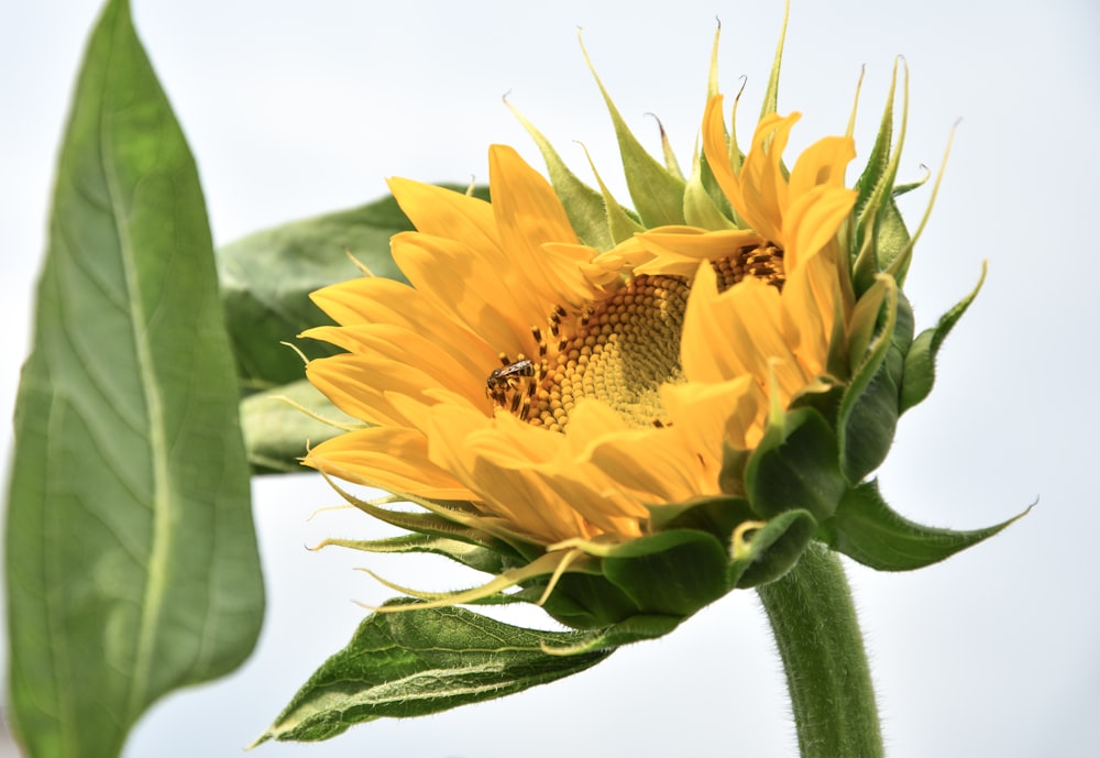 yellow sunflower