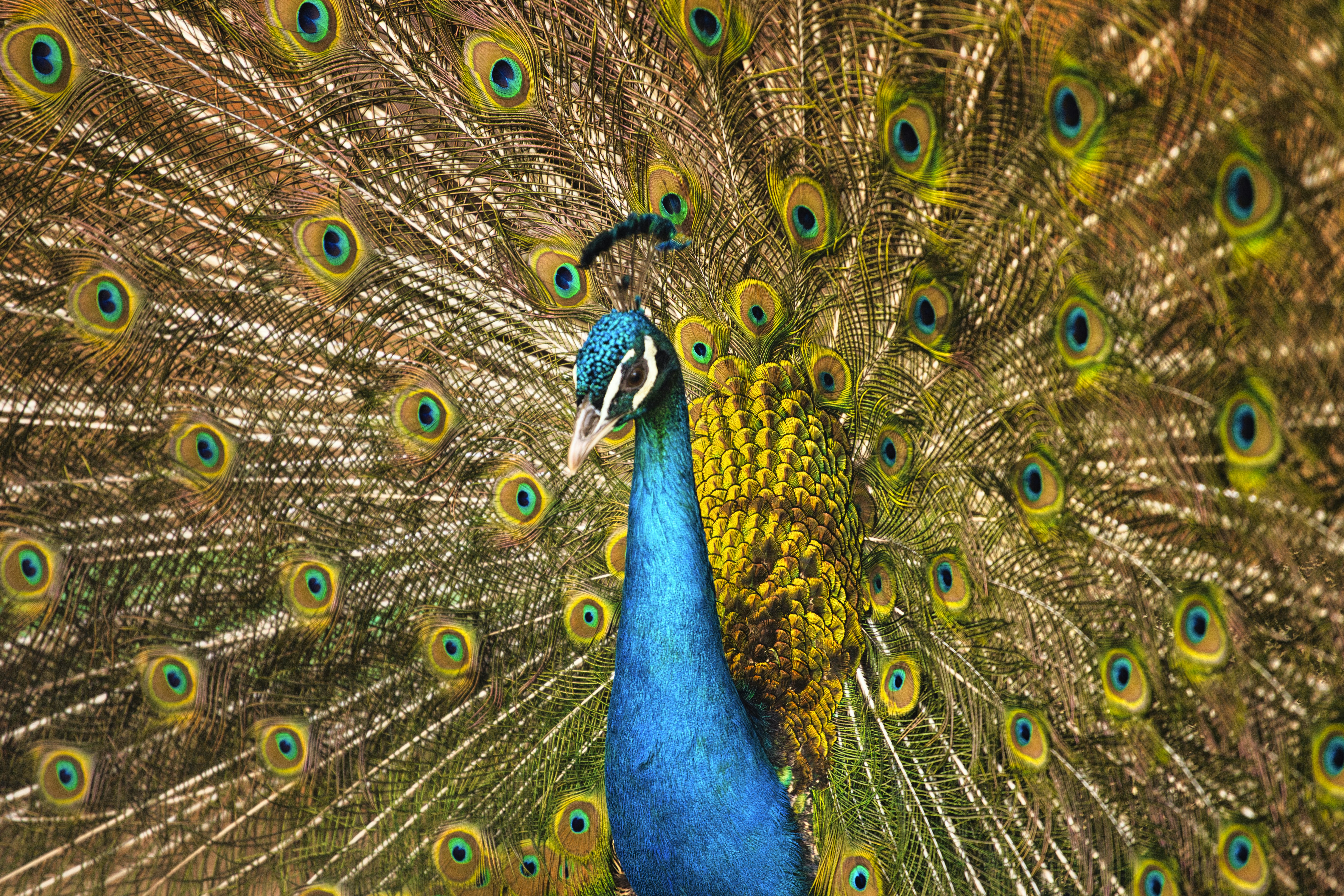 blue and green peacock