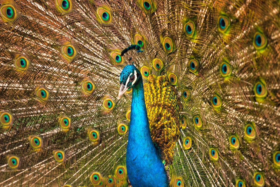 blue and green peacock