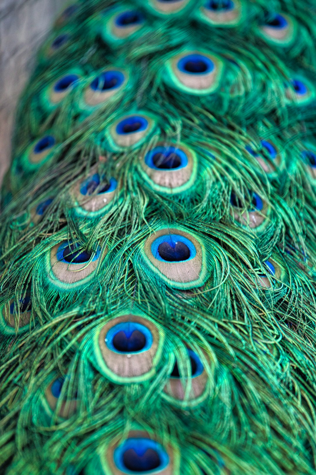 green, blue, and white peacock feather