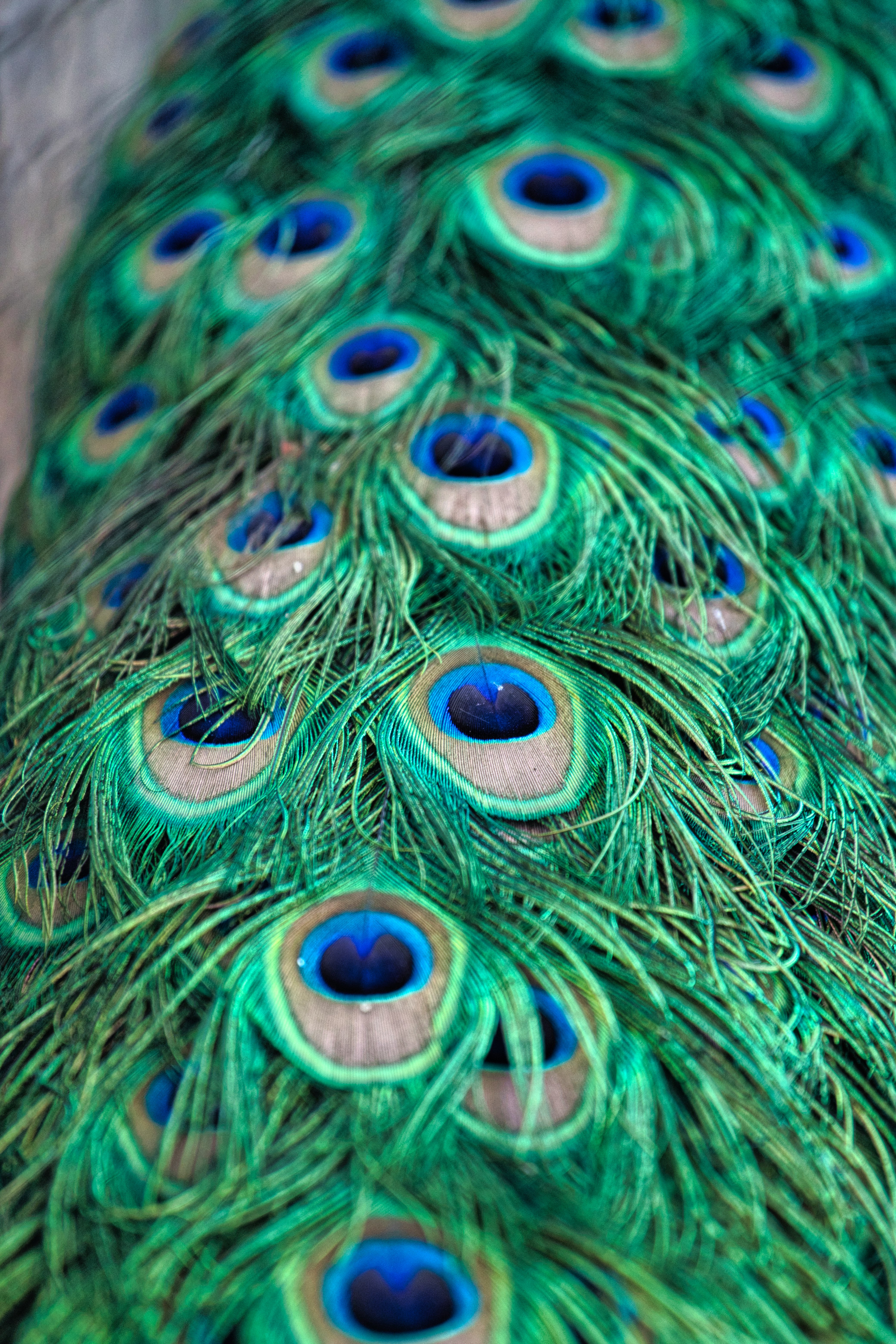 green, blue, and white peacock feather
