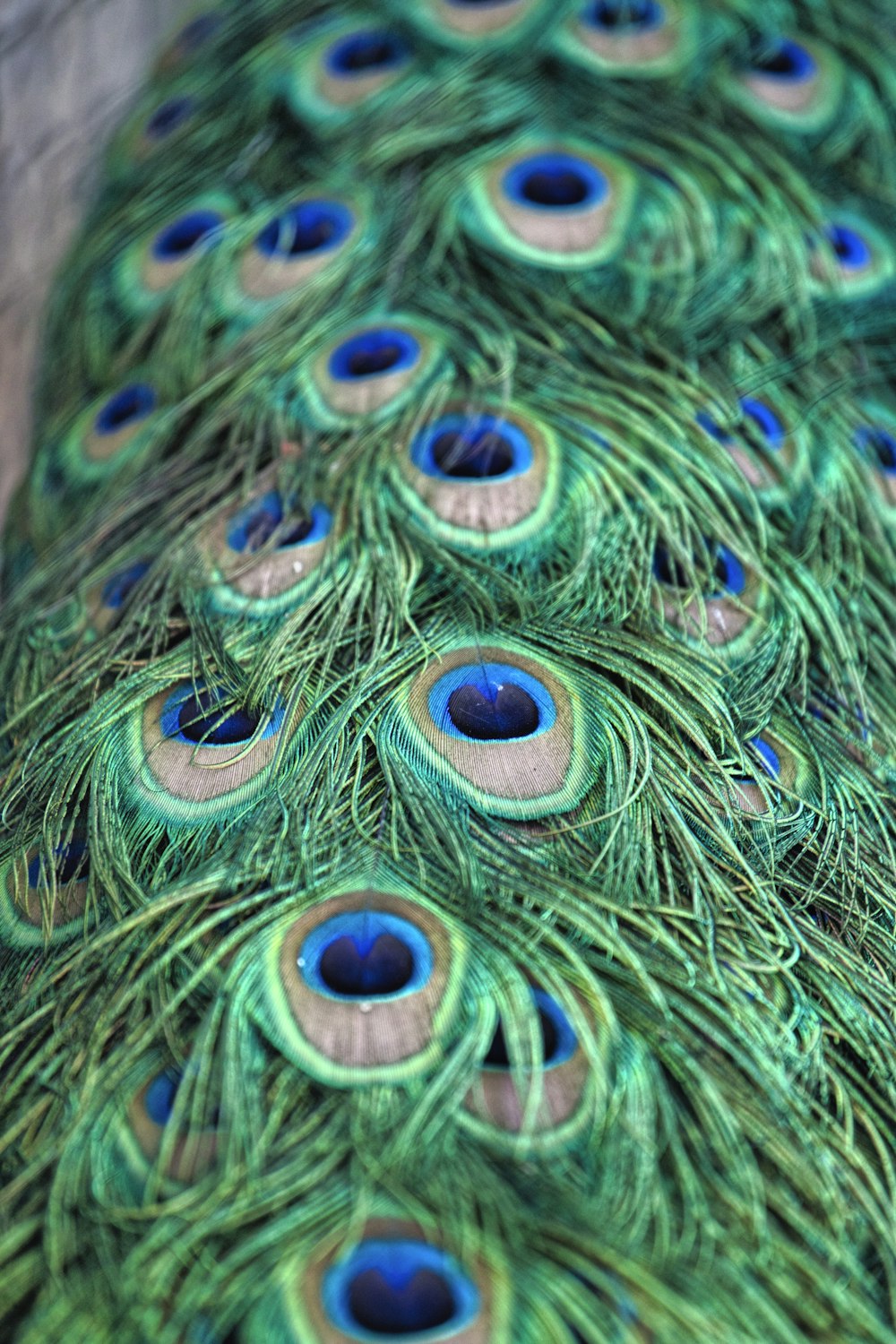 green, blue, and white peacock feather