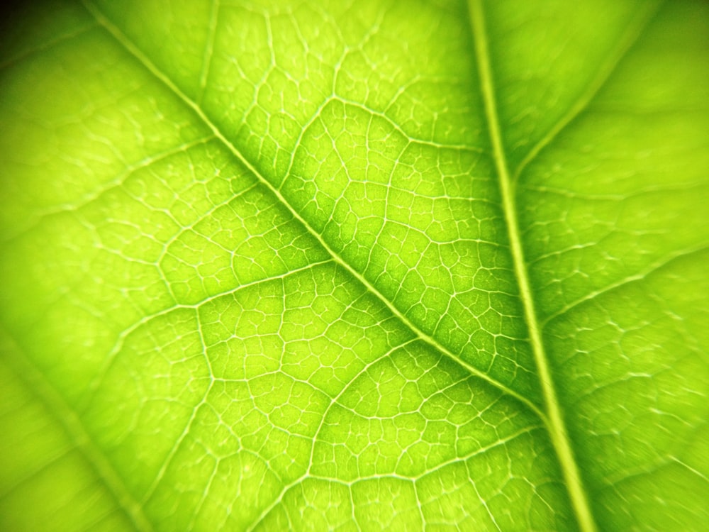 green leaf