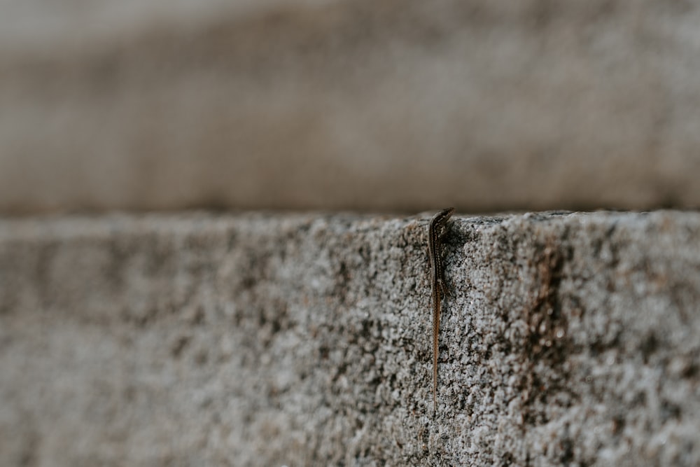 a close up of a stone wall with a lizard crawling on it