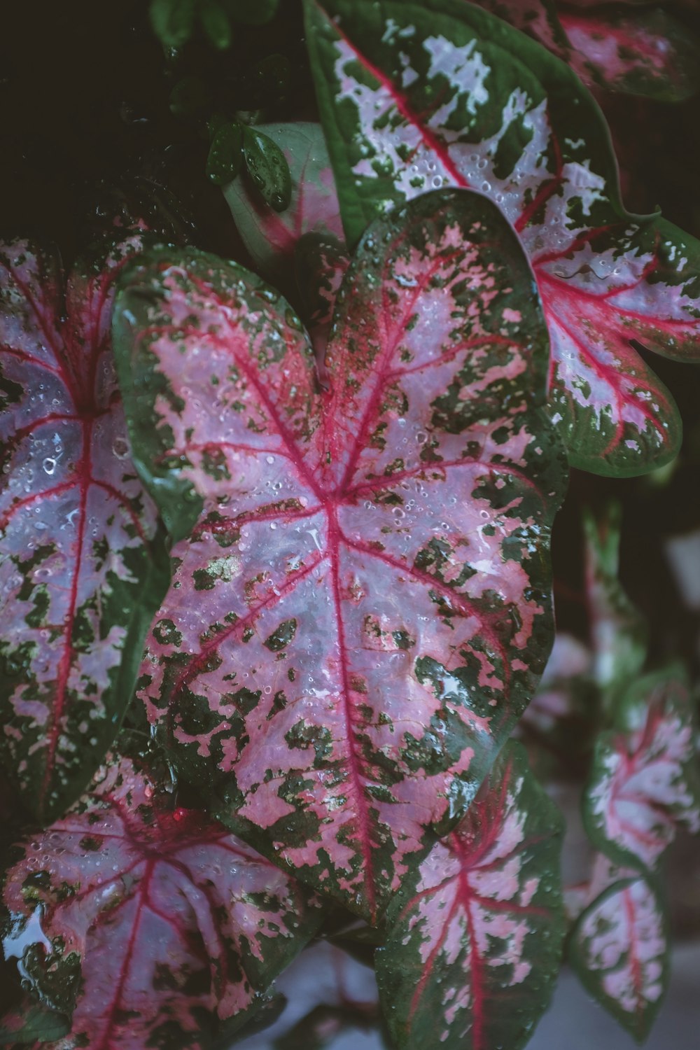 pink and green-leafed plant