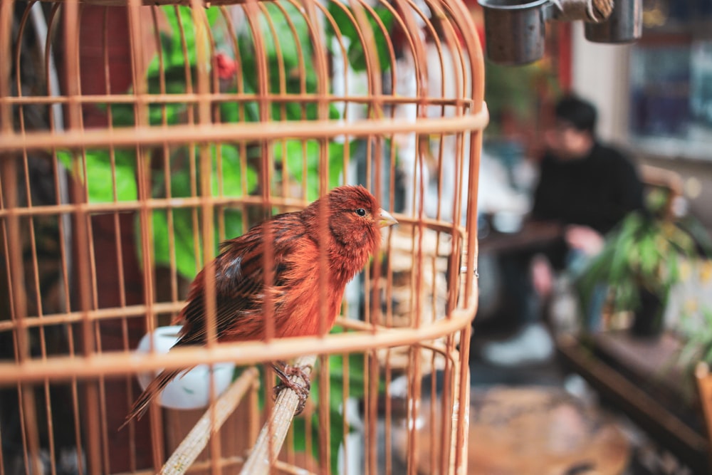 brown bird in the cafe